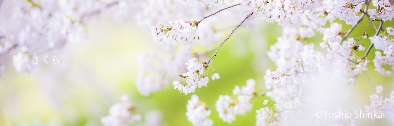 桜の花のイメージ