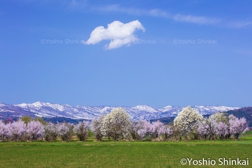 桜の花と雲