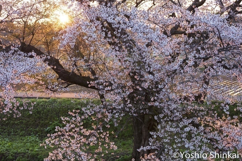 桜と朝日