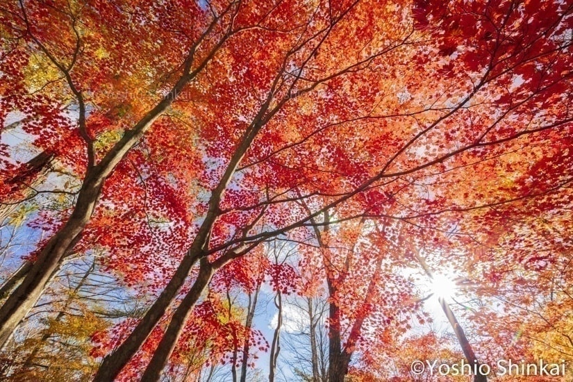 紅葉と太陽の光