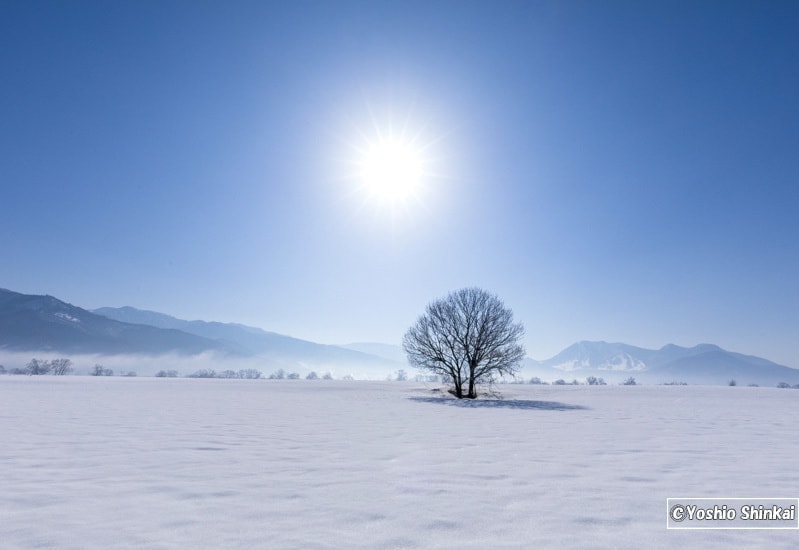 雪原の木と朝日