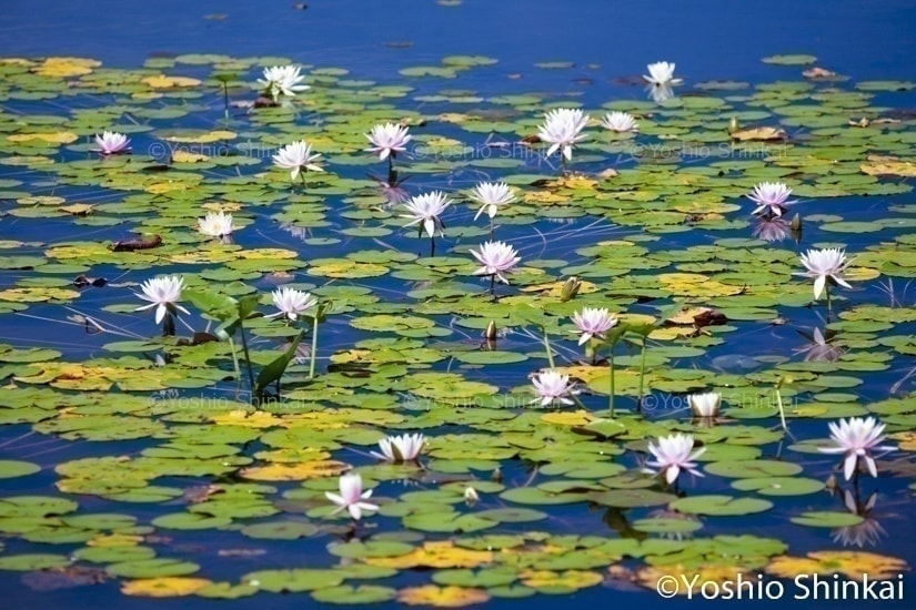 スイレンの花咲く池