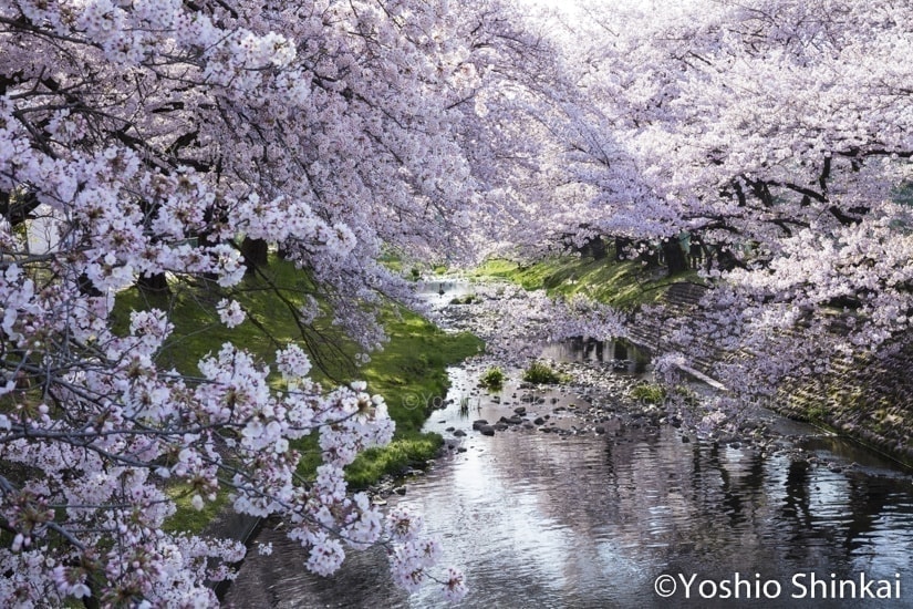 桜咲く根川