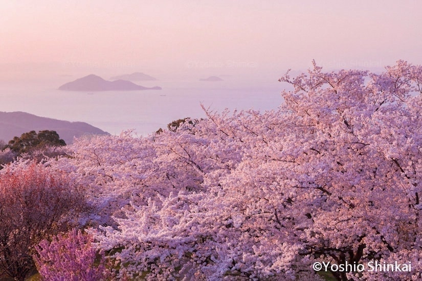 桜咲く紫雲出山