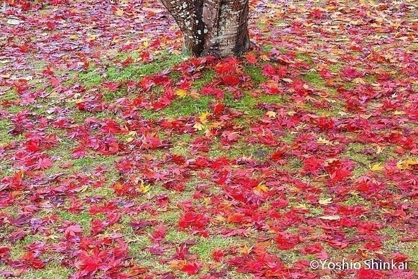 落ち葉と木