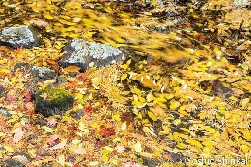 落ち葉の流れる川