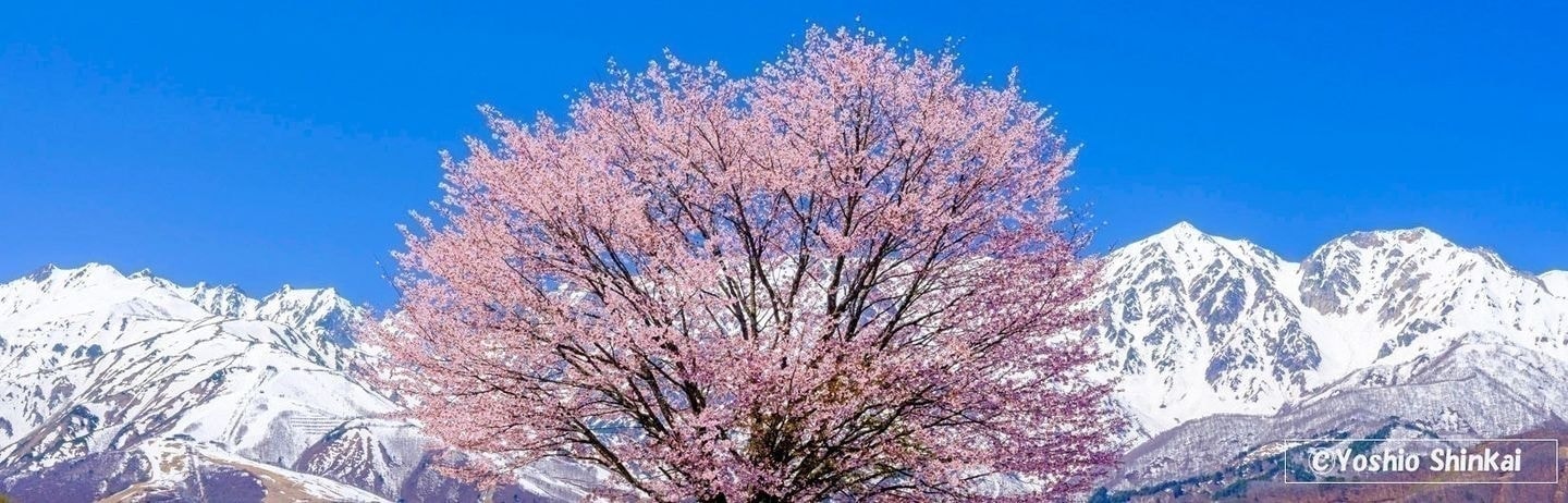 野平の桜と白馬連峰