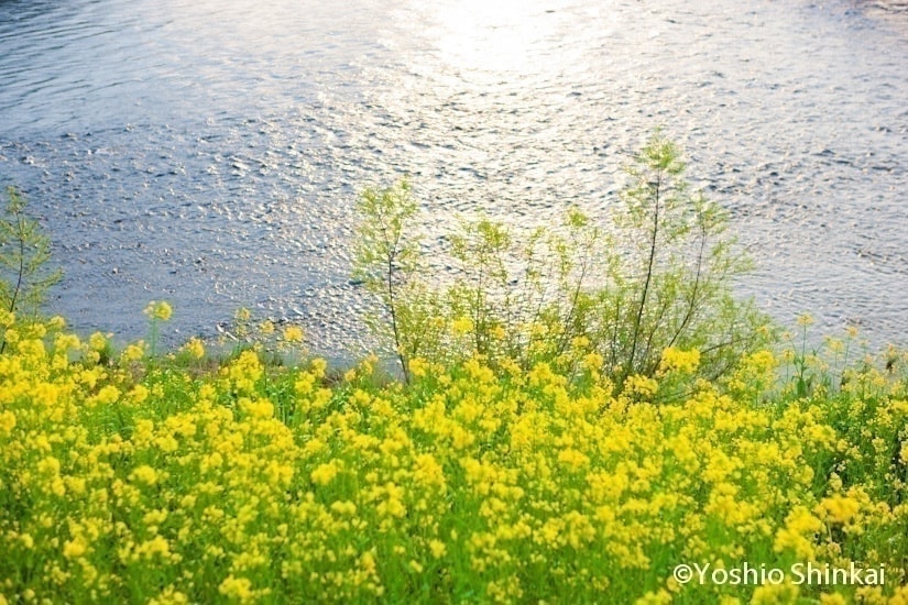 菜の花咲く四万十川