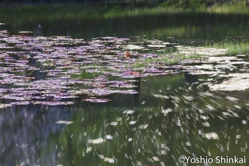 水辺を流れる桜花