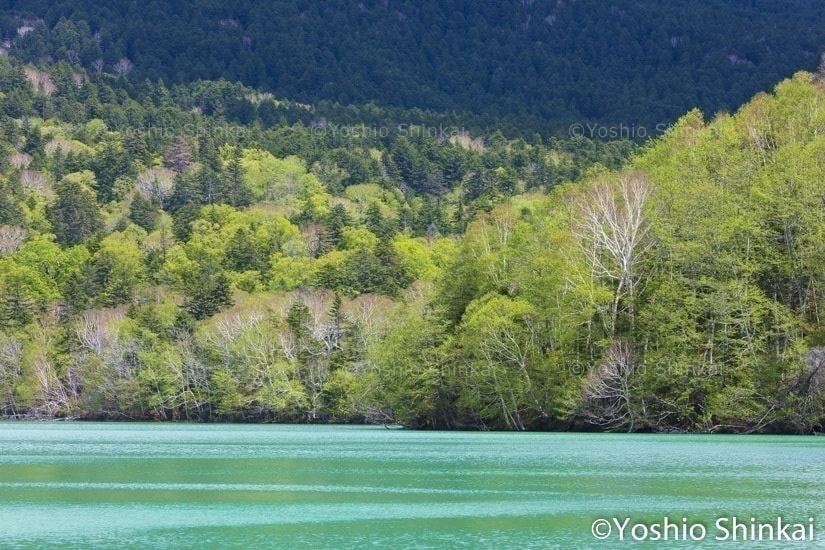 オンネトーの新緑