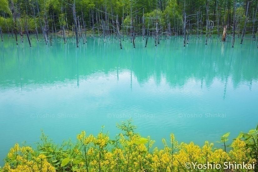 青い池に咲くキガラシ