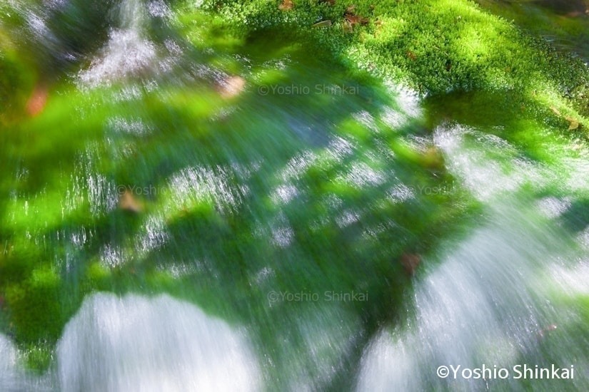 苔の川