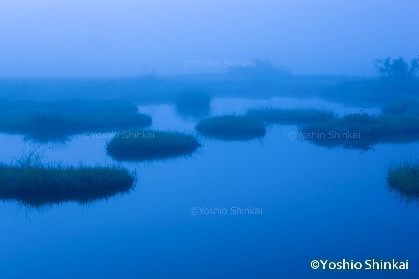 尾瀬ヶ原の湿原