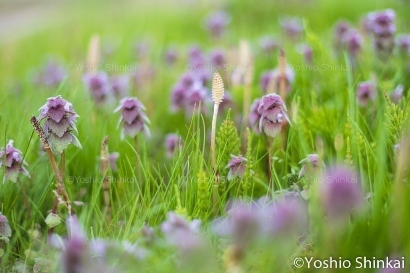 土筆とオドリコソウ