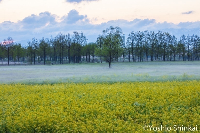 菜の花と朝もや