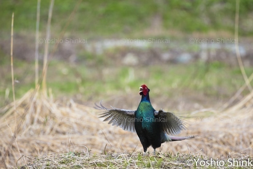 キジの鳴く姿