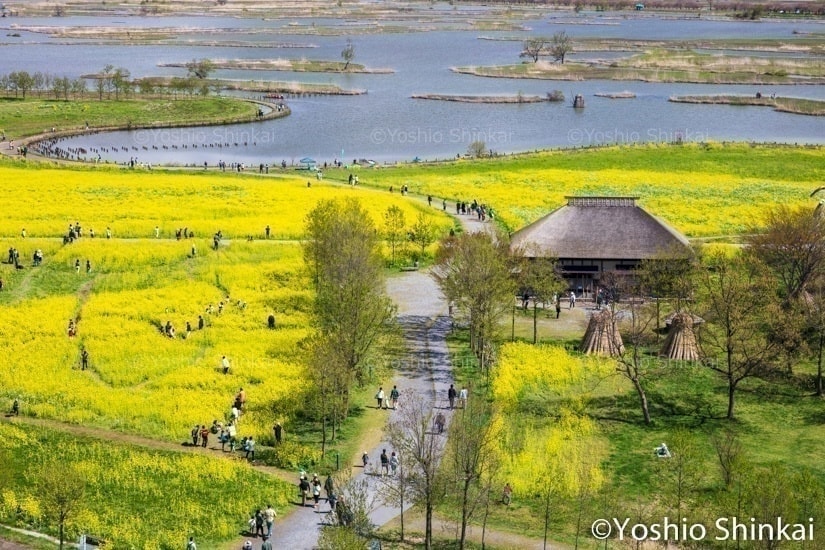 福島潟の菜の花