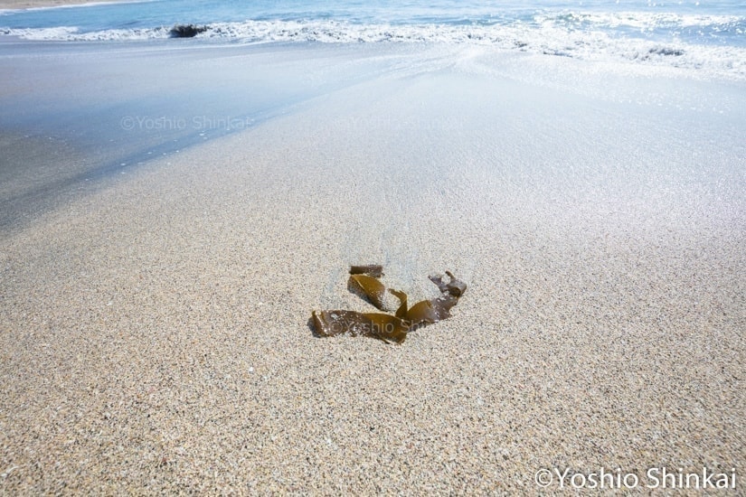 砂に打ち上げられた海藻