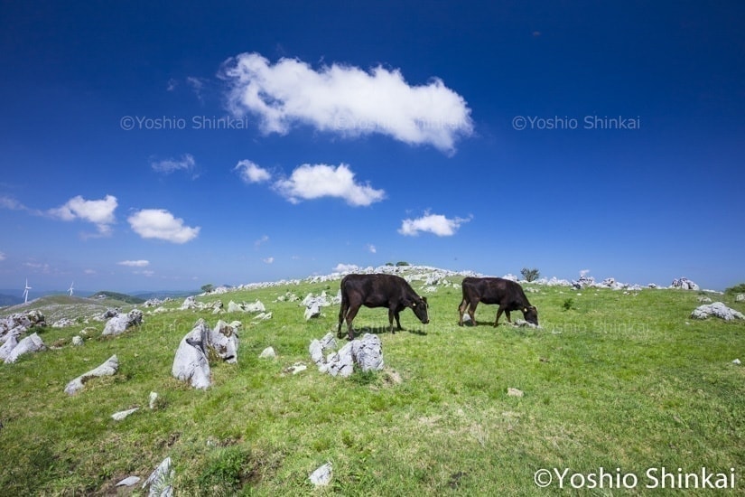 四国カルストの牛
