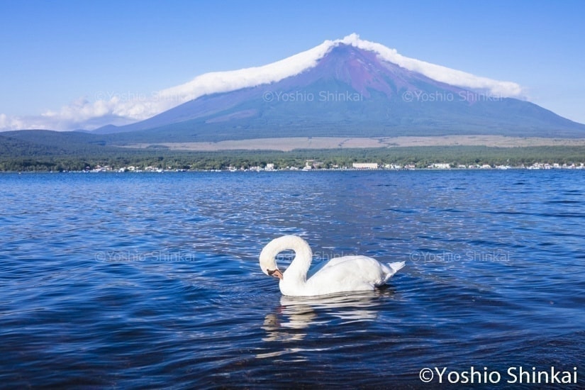 山中湖の白鳥