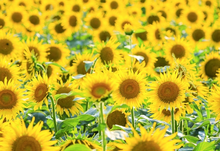 津南ひまわり広場