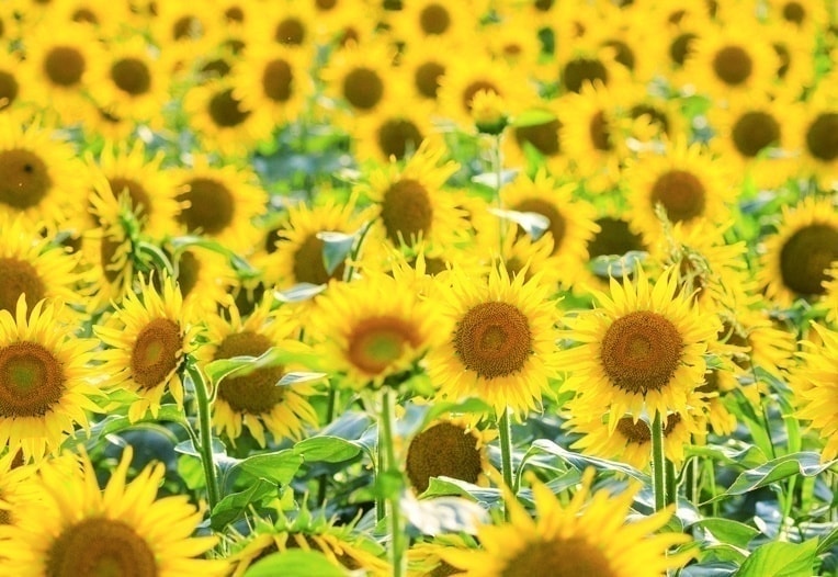 津南ひまわり広場