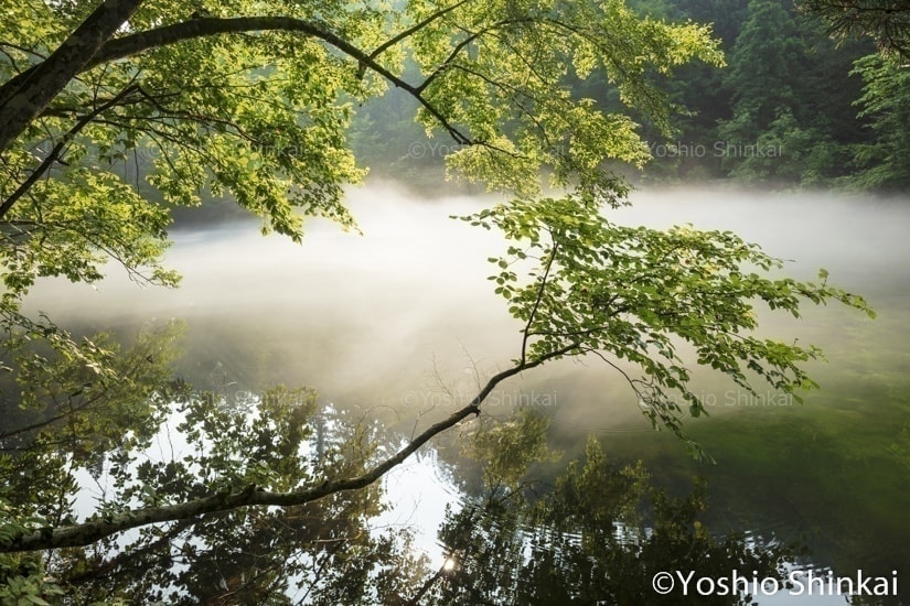 朝もやの竜ヶ窪
