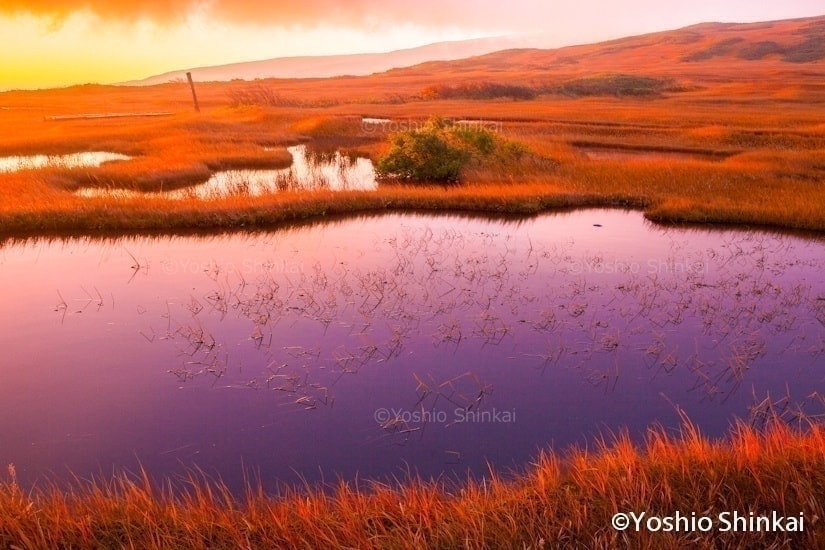 月山弥陀ヶ原湿原