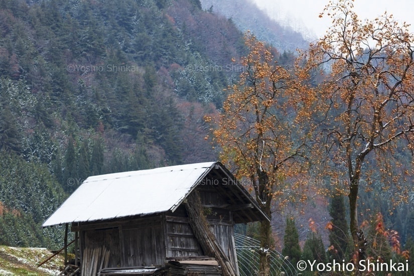柿の実と淡雪