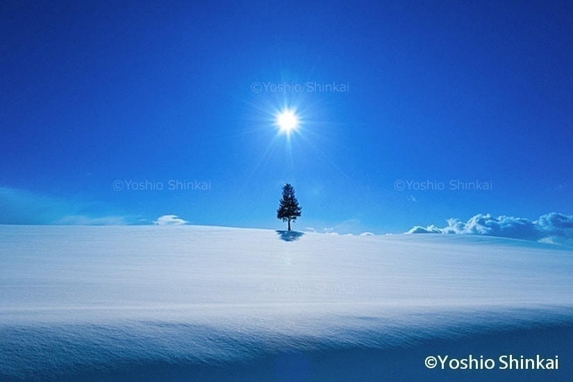 一本の木と太陽