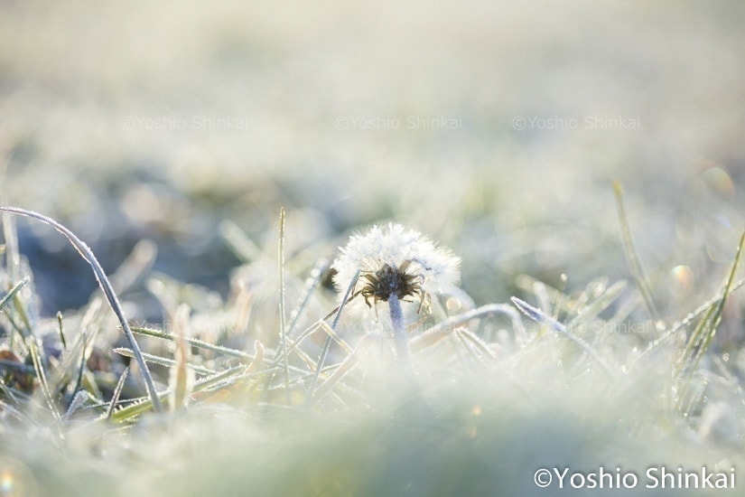 霜の朝　タンポポ