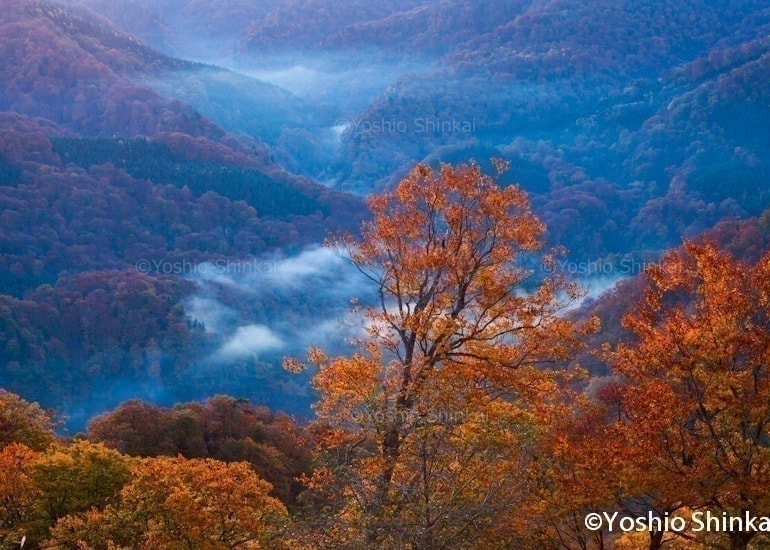 白神山地のブナ