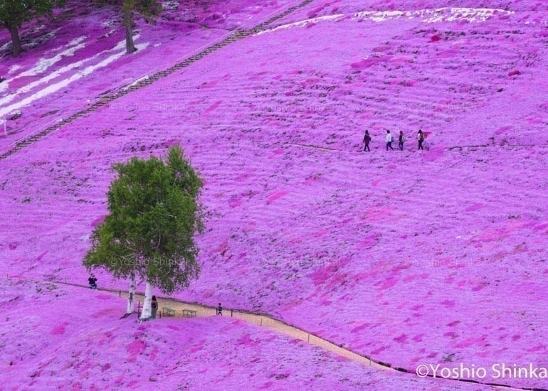 芝桜と白樺の木