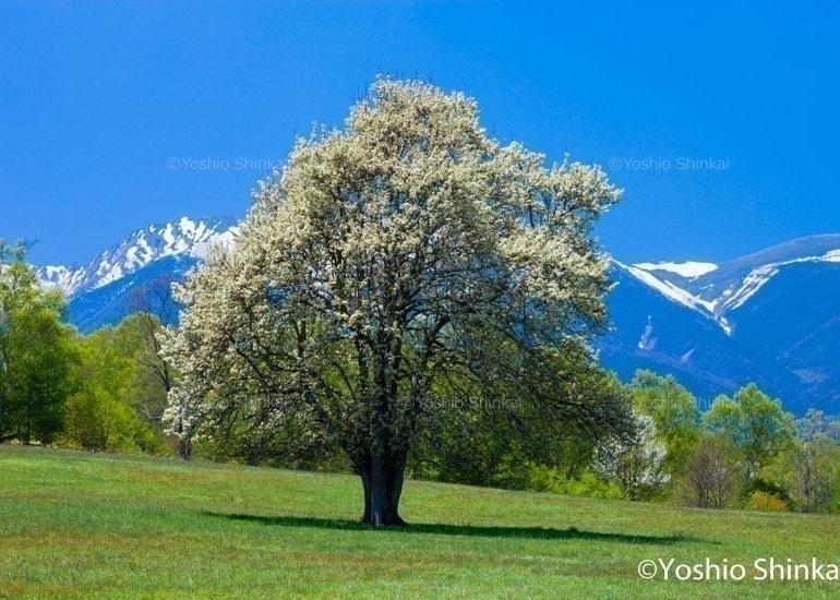 山梨の木