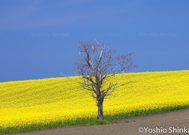 桐の木と菜の花畑