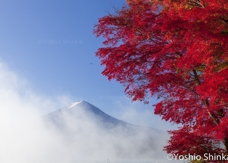 紅葉と富士山