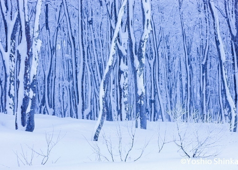 雪の林