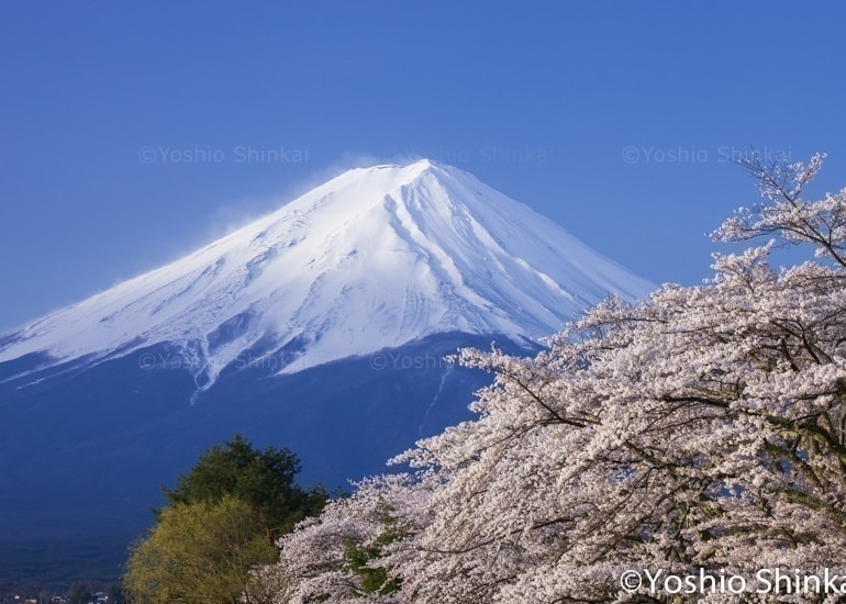 桜と富士山