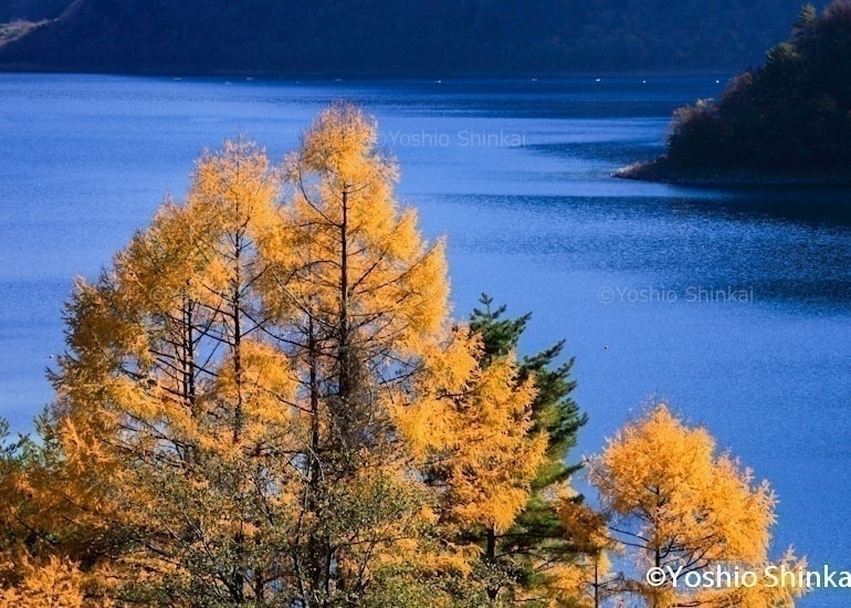 カラ松と本栖湖