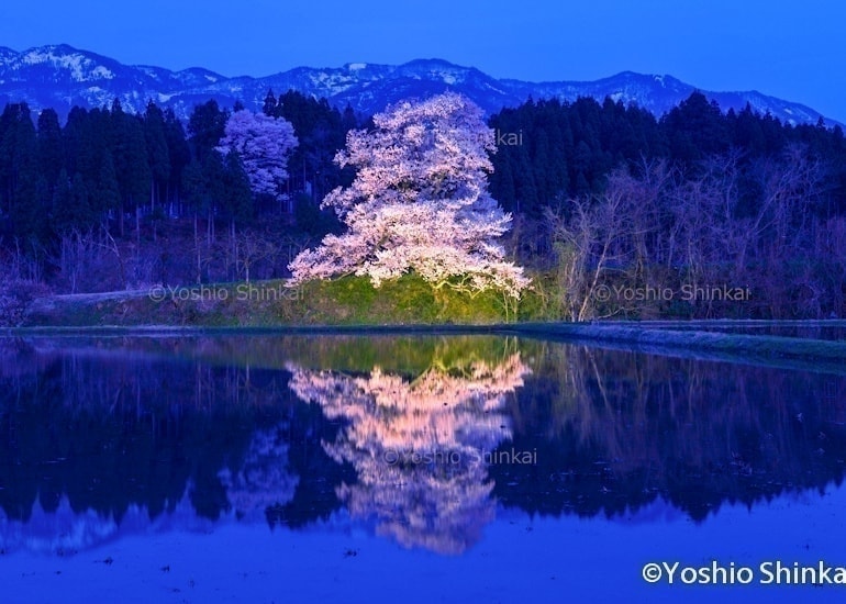 向野の桜と水田