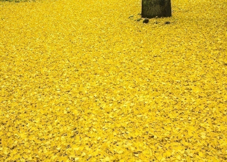 イチョウの落葉