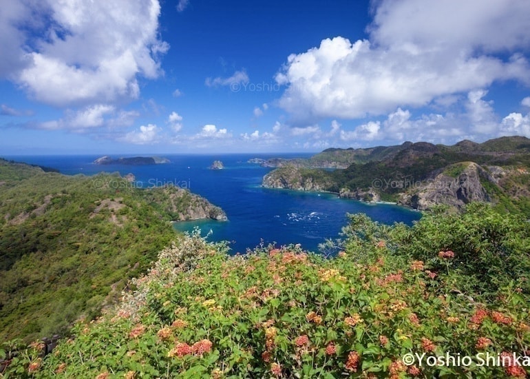ランタナの花と海