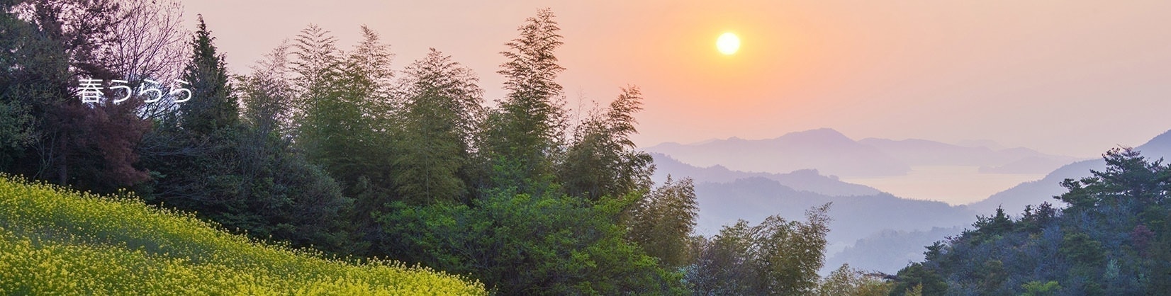 菜の花畑と朝日