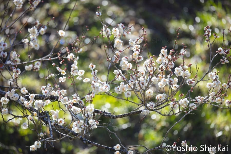 光り輝く白い梅