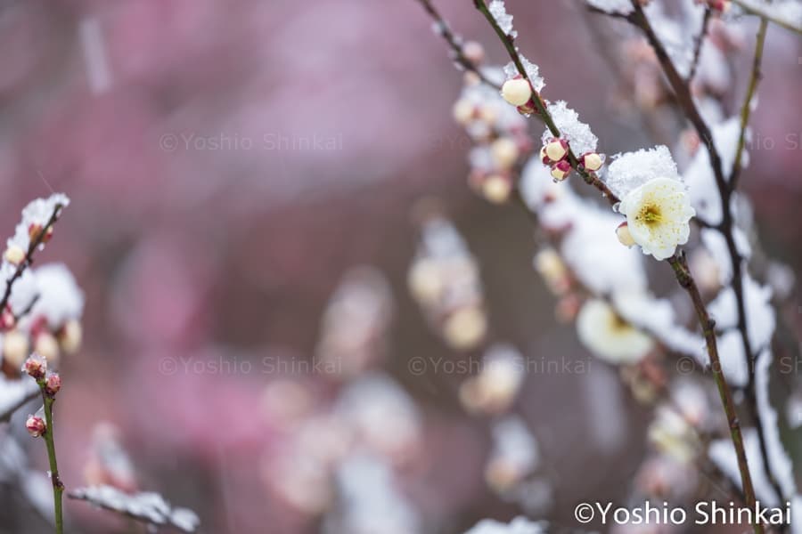 雪と紅梅