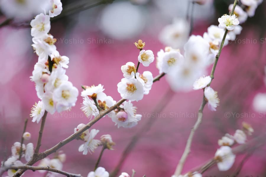 白い梅の花
