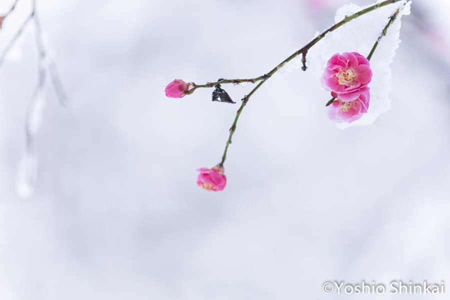 紅梅　イメージ