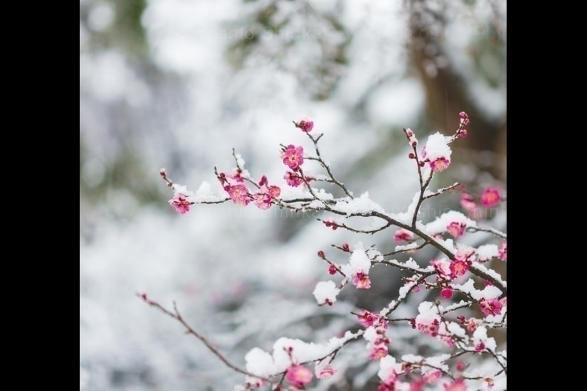 雪と梅の花