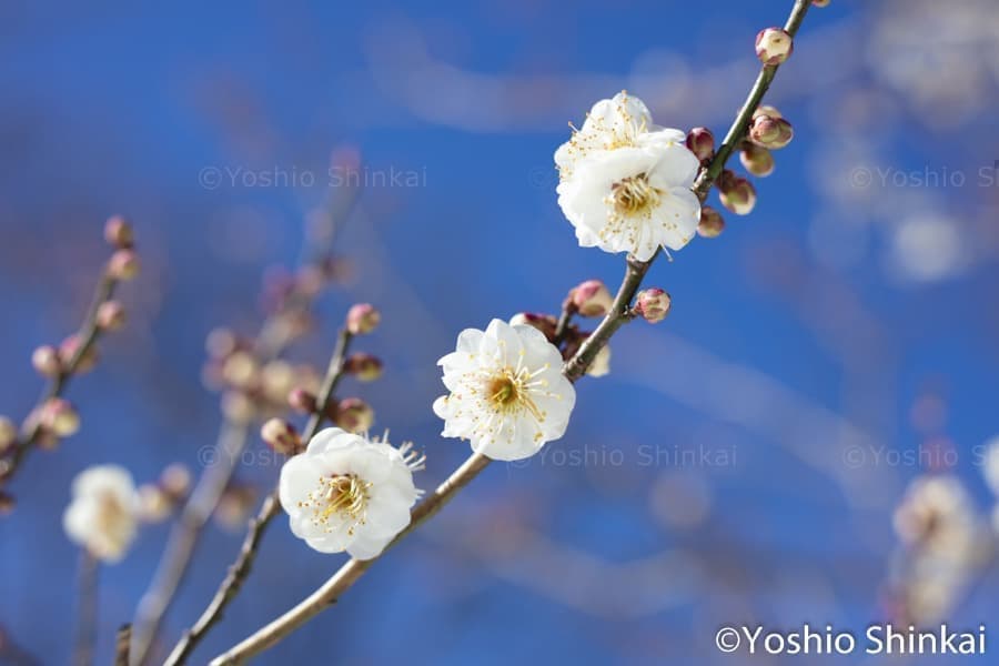 白い梅と青空