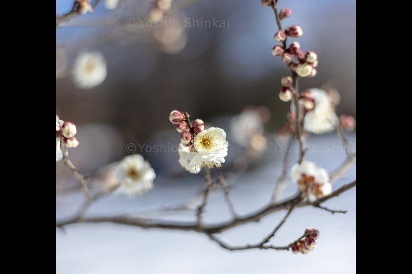梅の花咲く